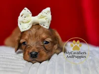 HOLD-2 year guarantee, a female Cavapoo for sale in Pleasanton, KS – Photo 2 of 2