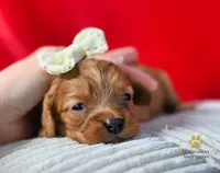 HOLD-2 year guarantee, a female Cavapoo for sale in Pleasanton, KS – Photo 1 of 2