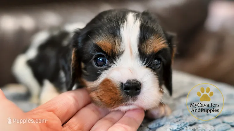 Bruno-2 year guarantee – Cavalier King Charles Spaniel puppy on hold in Pleasanton, KS