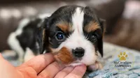 Bruno-2 year guarantee, a male Cavalier King Charles Spaniel for sale in Pleasanton, KS – 1 of 4