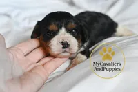 Hold-2 year gaurantee, a female Cavalier King Charles Spaniel for sale in Pleasanton, KS – Photo 2 of 2