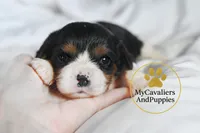 Hold-2 year gaurantee, a female Cavalier King Charles Spaniel for sale in Pleasanton, KS – Photo 1 of 2