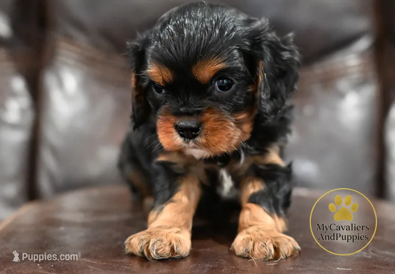 Buddy 2 year guarantee  – Cavalier King Charles Spaniel puppy for sale in Pleasanton, KS