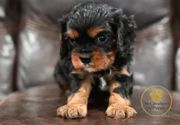 Buddy 2 year guarantee , a male Cavalier King Charles Spaniel for sale in Pleasanton, KS – 1 of 2