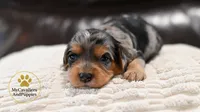 Lilly-hold, a female Cavalier King Charles Spaniel and Poodle - Miniature  for sale in Pleasanton, KS – 2 of 2