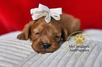 HOLD-2 Year guarantee, a female Cavapoo for sale in Pleasanton, KS – Photo 2 of 2