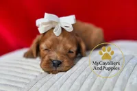 HOLD-2 Year guarantee, a female Cavapoo for sale in Pleasanton, KS – Photo 1 of 2