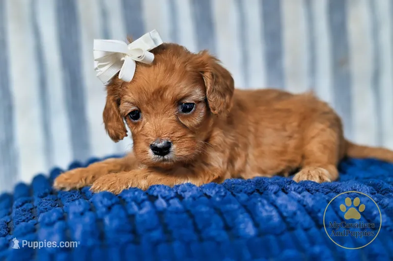 HOLD 2 Year guarantee