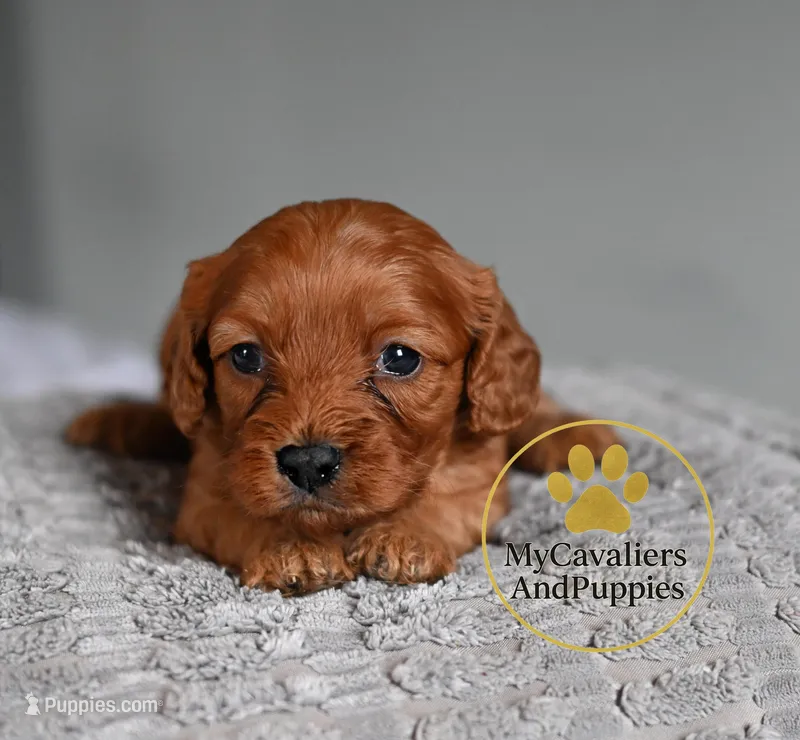 Finn- 2 year guarantee