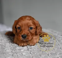 Finn- 2 year guarantee, a male Cavapoo for sale in Pleasanton, KS – Photo 1 of 2