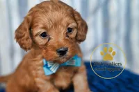 HOLD - 2 year guarantee, a male Cavapoo for sale in Pleasanton, KS – Photo 2 of 2