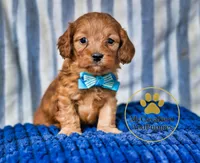 HOLD - 2 year guarantee, a male Cavapoo for sale in Pleasanton, KS – Photo 1 of 2