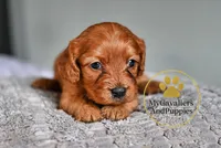 Finn- 2 year guarantee, a male Cavapoo for sale in Pleasanton, KS – Photo 2 of 2