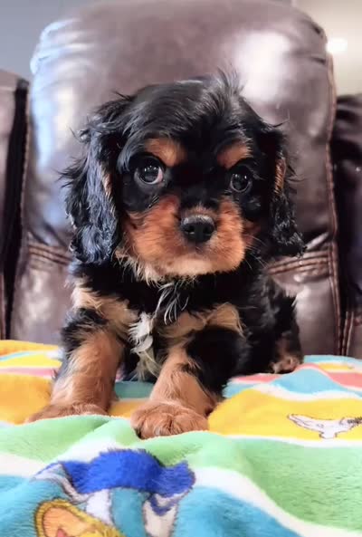 Buddy 2-year health guarantee , a male Cavalier King Charles Spaniel for sale in Pleasanton, KS – 3 of 3