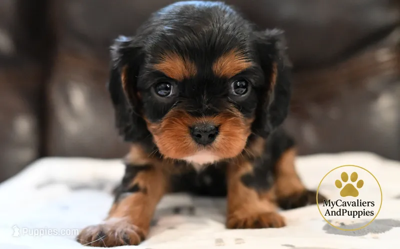 Pongo 2 year guarantee  – Cavalier King Charles Spaniel puppy for sale in Pleasanton, KS