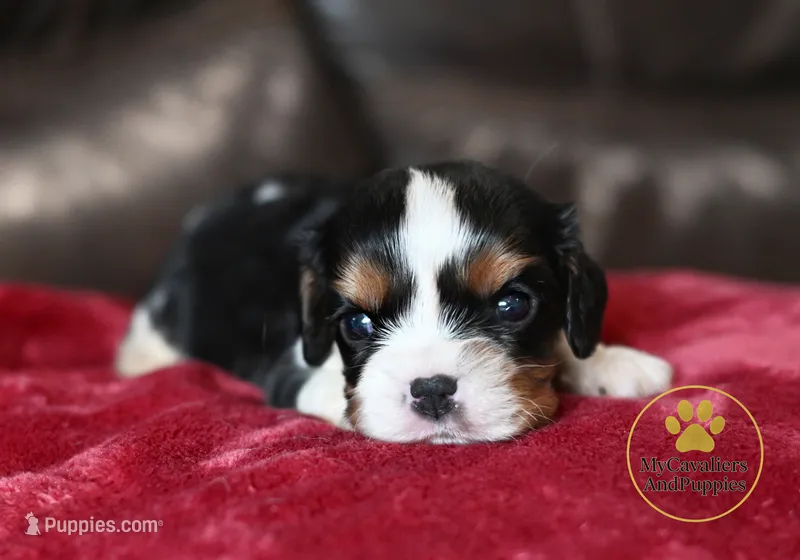 Duke 2 year guarantee – Cavalier King Charles Spaniel puppy for sale in Pleasanton, KS