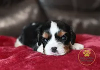 Duke 2 year guarantee, a male Cavalier King Charles Spaniel for sale in Pleasanton, KS – 1 of 2