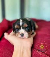 Rocky 2 year guarantee, a male Cavalier King Charles Spaniel for sale in Pleasanton, KS – 2 of 2