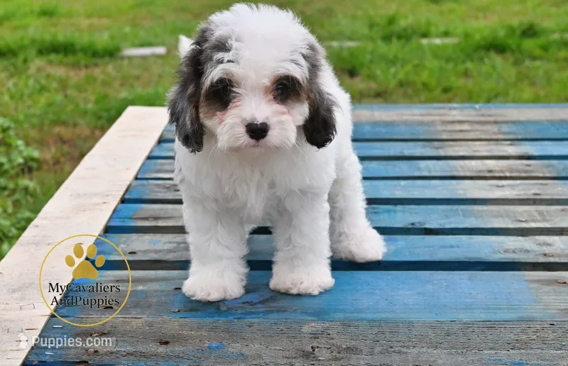 Toby 2 year guarantee – Cavapoo puppy for sale in Pleasanton, KS
