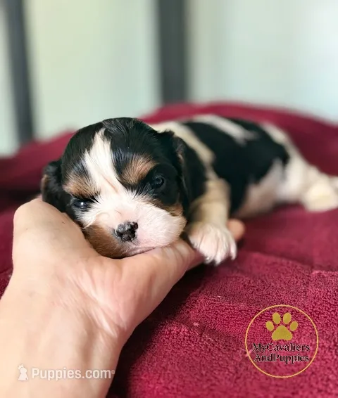 Bruno-2 year guarantee – Cavalier King Charles Spaniel puppy for sale in Pleasanton, KS