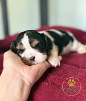 Bruno-2 year guarantee, a male Cavalier King Charles Spaniel for sale in Pleasanton, KS – 2 of 2