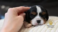 Duke 2 year guarantee, a male Cavalier King Charles Spaniel for sale in Pleasanton, KS – 2 of 2