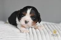 HOLD-2 year guarantee, a female Cavalier King Charles Spaniel for sale in Pleasanton, KS – Photo 2 of 2