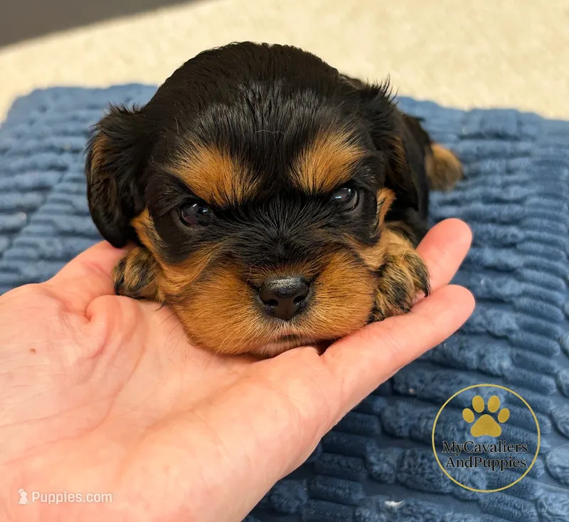 Penny- 2 year guarantee – Cavalier King Charles Spaniel puppy for sale in Pleasanton, KS