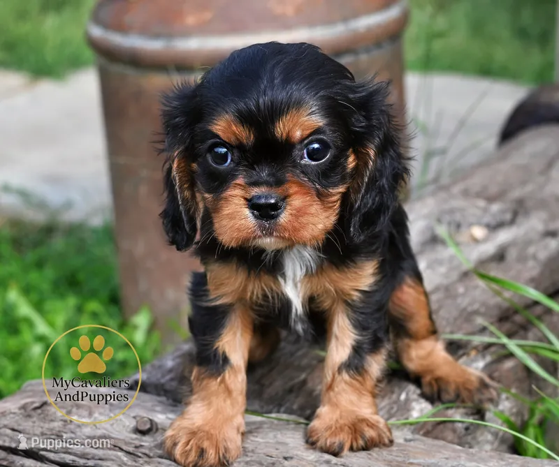 Pongo 2 year guarantee  – Cavalier King Charles Spaniel puppy for sale in Pleasanton, KS