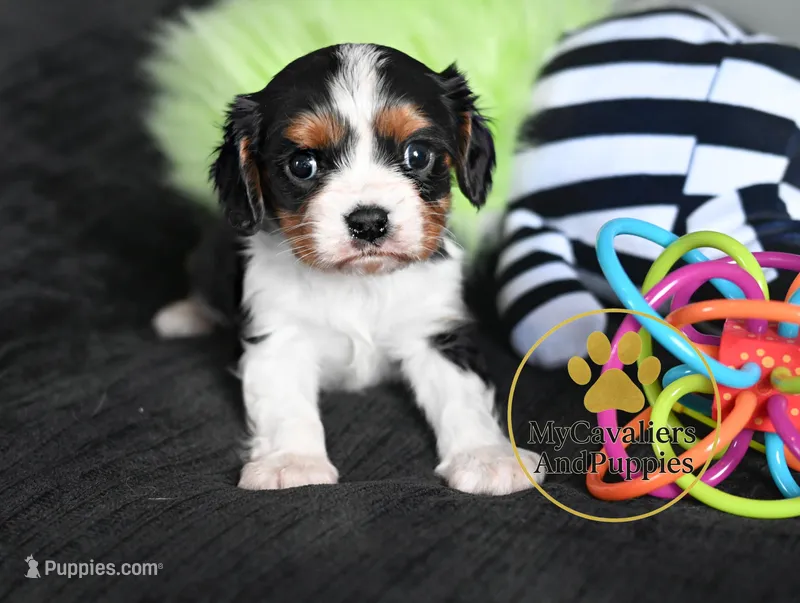 Jasper-2 year guarantee