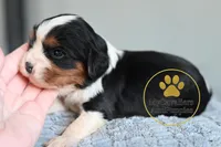 Jasper-2 year guarantee, a male Cavalier King Charles Spaniel for sale in Pleasanton, KS – Photo 2 of 2