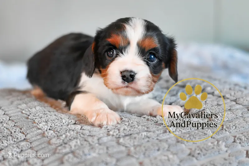 Jasper-2 year guarantee