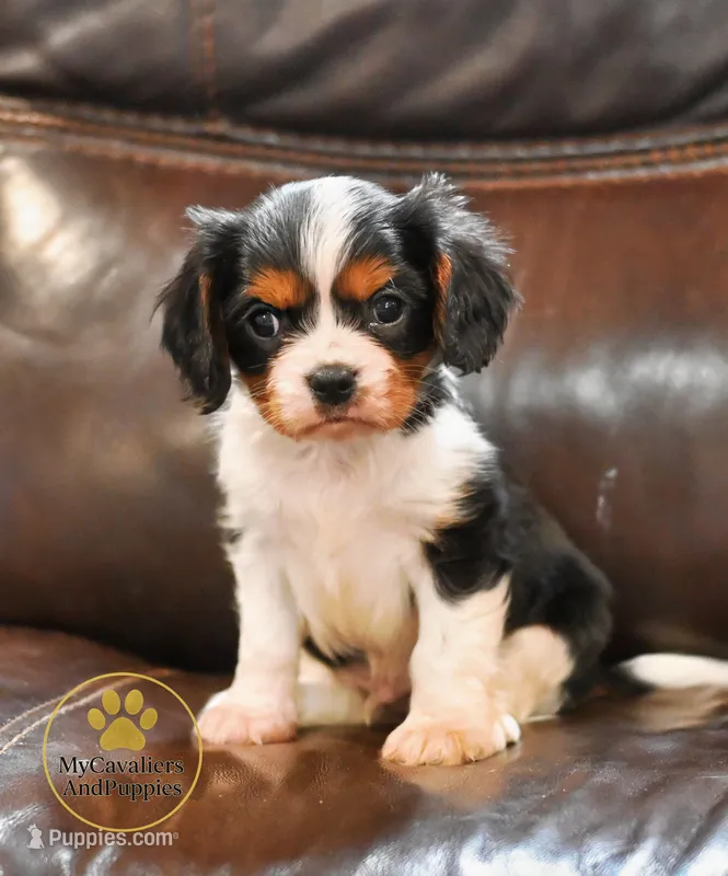Jasper-2 year guarantee – Cavalier King Charles Spaniel puppy on hold in Pleasanton, KS
