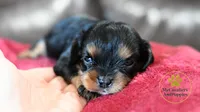 Minnie 2 year guarantee , a female Cavalier King Charles Spaniel for sale in Pleasanton, KS – 2 of 2