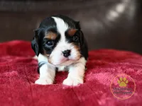 Duke 2 year guarantee, a male Cavalier King Charles Spaniel for sale in Pleasanton, KS – 2 of 2