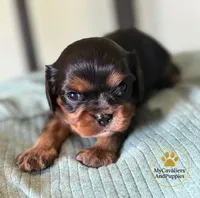 Pongo, a male Cavalier King Charles Spaniel for sale in Pleasanton, KS – 2 of 2