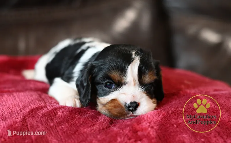 Bruno-2 year guarantee – Cavalier King Charles Spaniel puppy for sale in Pleasanton, KS