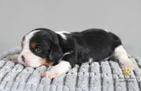 HOLD-2 year guarantee, a male Cavalier King Charles Spaniel for sale in Pleasanton, KS – Photo 2 of 2