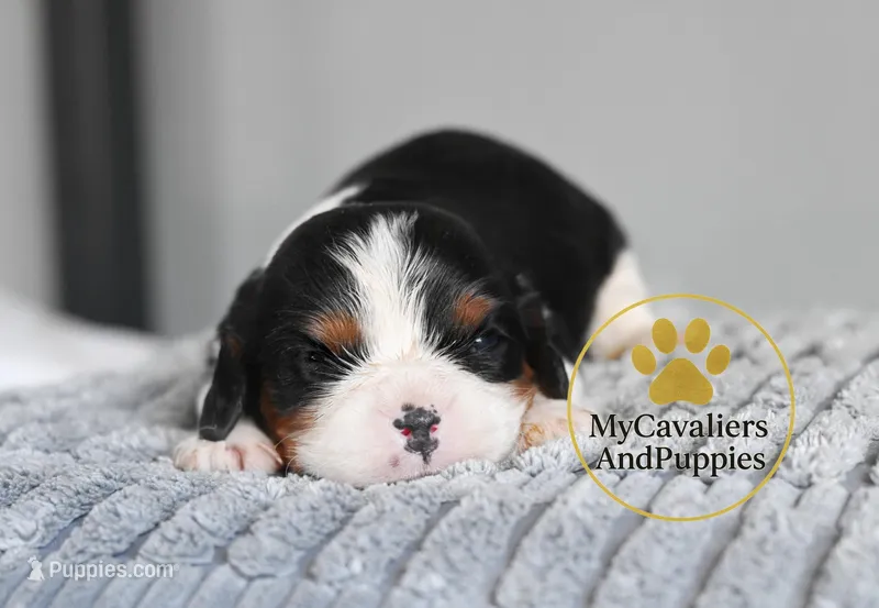 HOLD-2 year guarantee