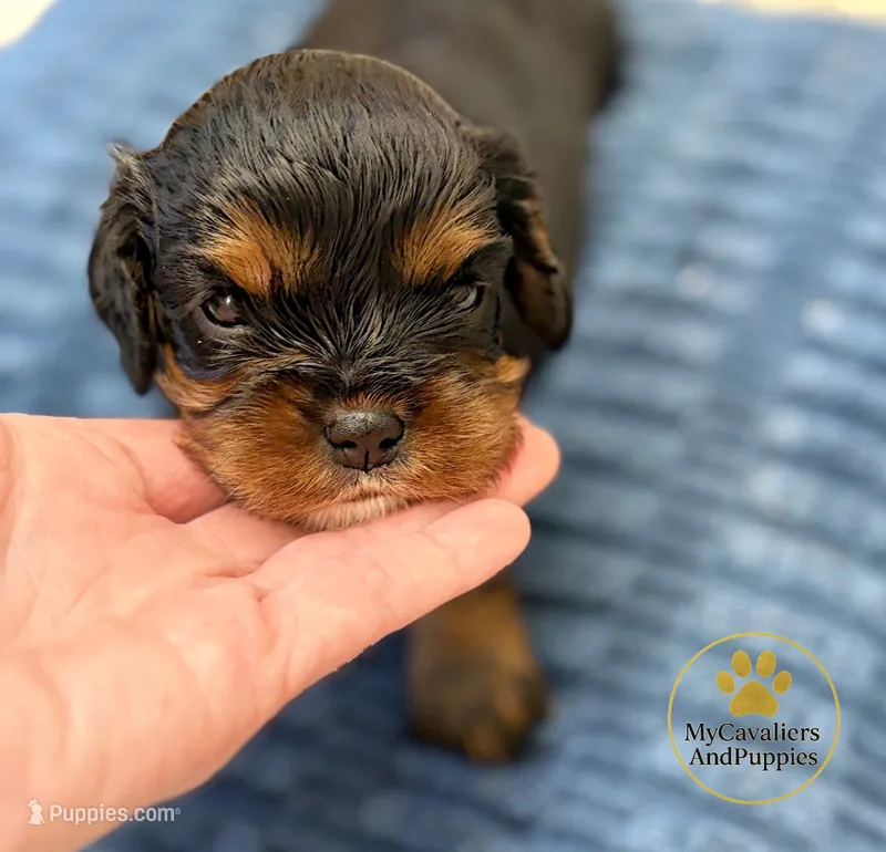 Buddy 2 year guarantee – Cavalier King Charles Spaniel puppy for sale in Pleasanton, KS