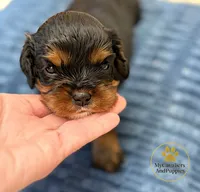 Buddy 2 year guarantee, a male Cavalier King Charles Spaniel for sale in Pleasanton, KS – 1 of 1
