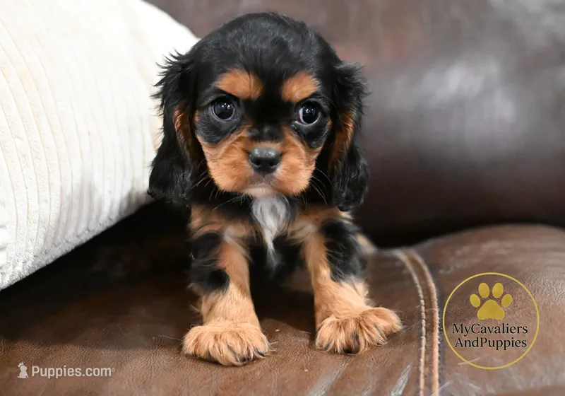 Pongo 2 year guarantee  – Cavalier King Charles Spaniel puppy for sale in Pleasanton, KS
