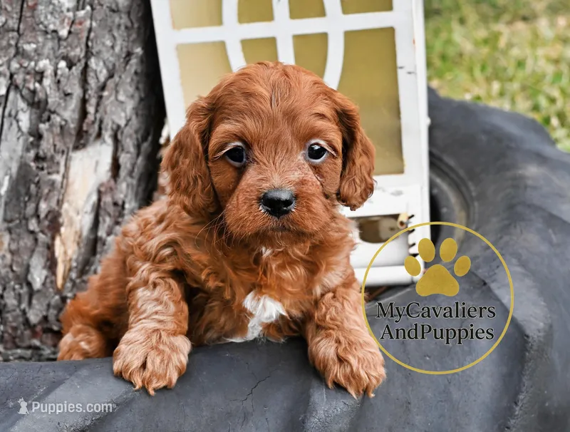 Max 2 year guarantee