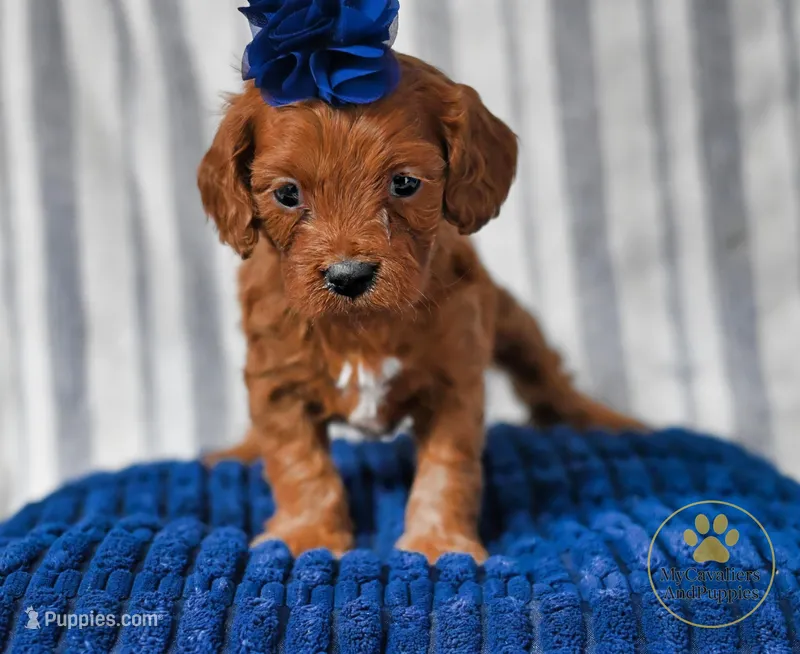 Max 2 year guarantee