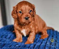 Max 2 year guarantee, a male Cavapoo for sale in Pleasanton, KS – Photo 2 of 2