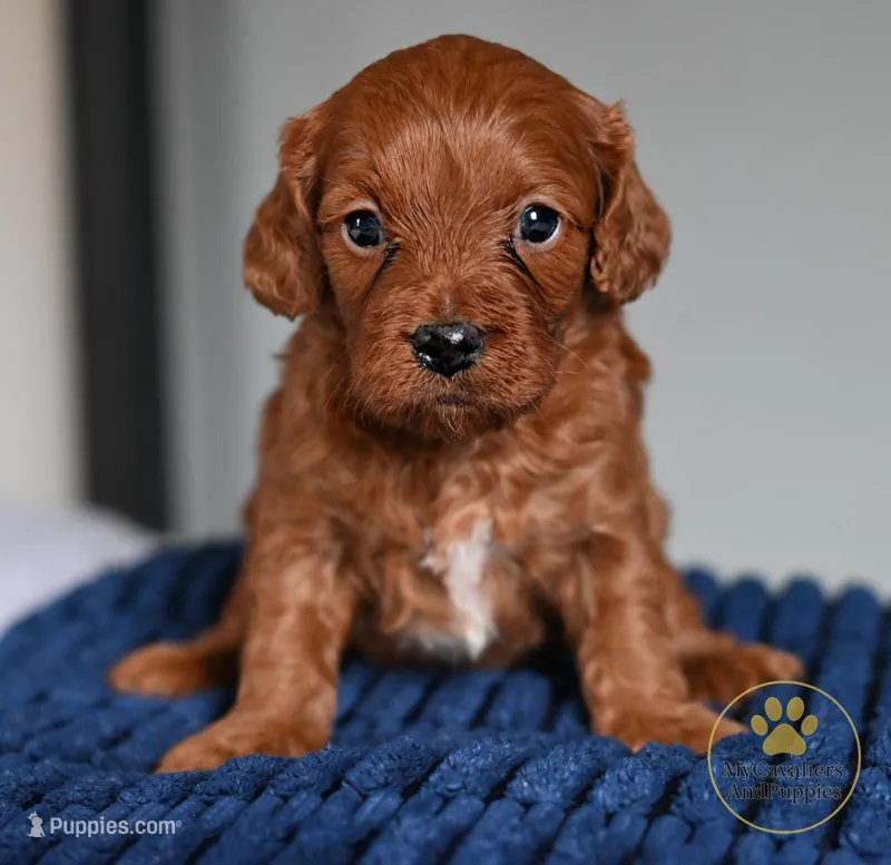 Max 2 year guarantee