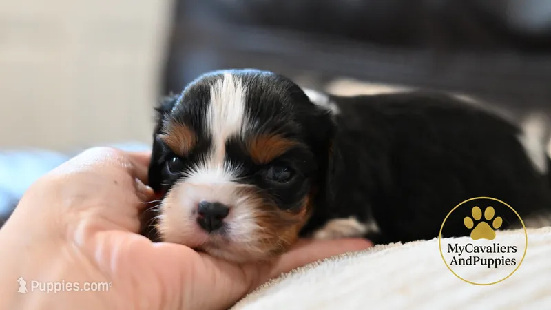 Duke 2 year guarantee – Cavalier King Charles Spaniel puppy for sale in Pleasanton, KS