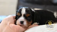 Duke 2 year guarantee, a male Cavalier King Charles Spaniel for sale in Pleasanton, KS – 1 of 2