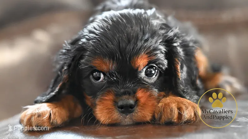 Buddy 2 year guarantee  – Cavalier King Charles Spaniel puppy for sale in Pleasanton, KS