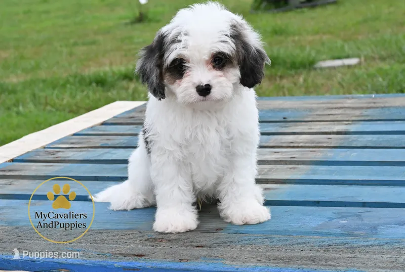 Toby-2 year guarantee – Cavalier King Charles Spaniel, Poodle - Miniature  puppy for sale in Pleasanton, KS